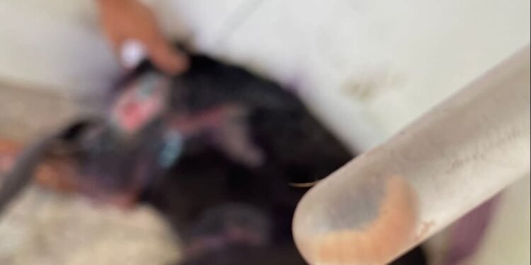 Gusano barrenador ahora infecta a lomitos y michis; identifican casos en el estado