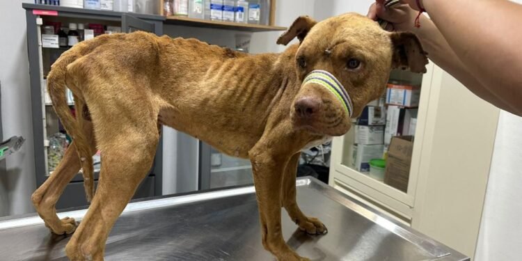 Más de 200 reportes en un mes: UMABA refuerza operativos contra maltrato animal