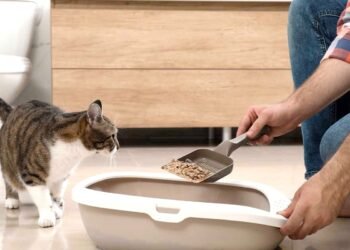 Día Internacional del Gato: entre 15 y 25% de los hogares en México tiene un michi