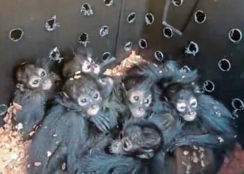 Presumía a su monito araña en Ocotlán, ahora la Profepa presenta denuncia y ella niega ser la propietaria