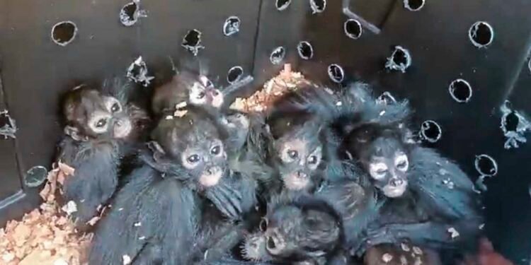 Presumía a su monito araña en Ocotlán, ahora la Profepa presenta denuncia y ella niega ser la propietaria