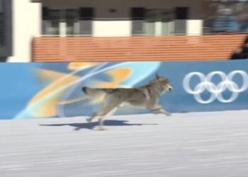 “¿Medalla canina?”: perro lobo cruza la meta y se vuelve viral en Milán-Cortina