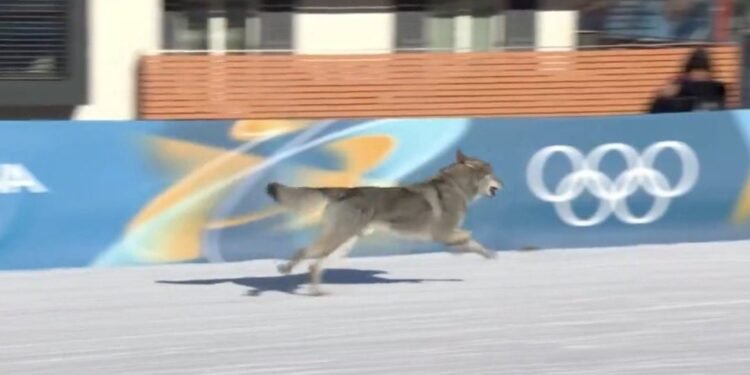 “¿Medalla canina?”: perro lobo cruza la meta y se vuelve viral en Milán-Cortina