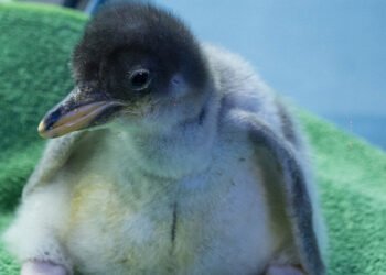 ¿Pingüino 100% mexicano? Alex y su familia hacen historia en CDMX
