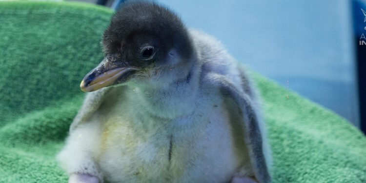 ¿Pingüino 100% mexicano? Alex y su familia hacen historia en CDMX