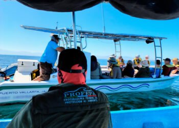 Ballenas primero: Profepa endurece supervisión en Nayarit por temporada alta