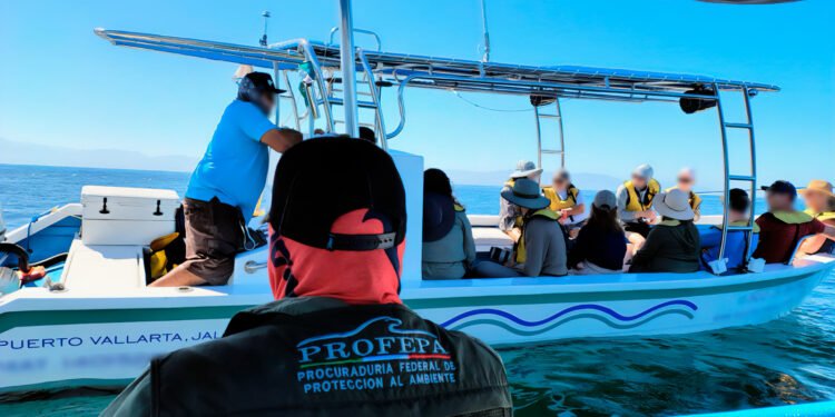 Ballenas primero: Profepa endurece supervisión en Nayarit por temporada alta