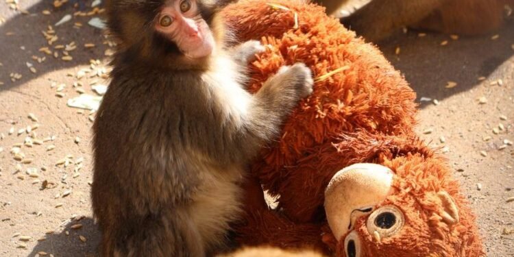 De abandono a fenómeno viral, Punch el bebé mono que se aferra a su peluche