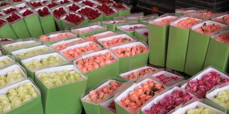 Del campo al corazón: la rosa conserva la corona como la reina de San Valentín