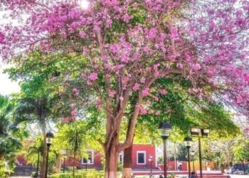 Yucatán se pinta de rosa con la magia del maculís; llegó la temporada más fotogénica