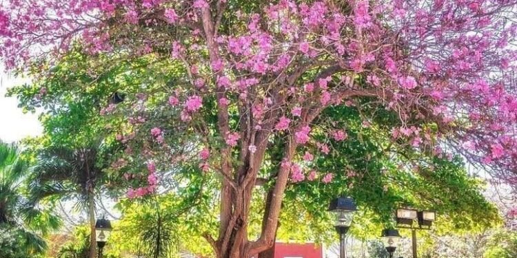 Yucatán se pinta de rosa con la magia del maculís; llegó la temporada más fotogénica