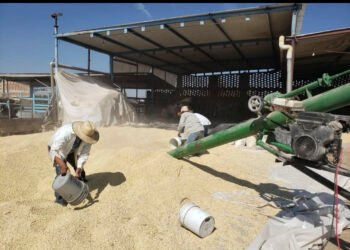 Más de 22 mil productores ya recibieron apoyo para maíz blanco