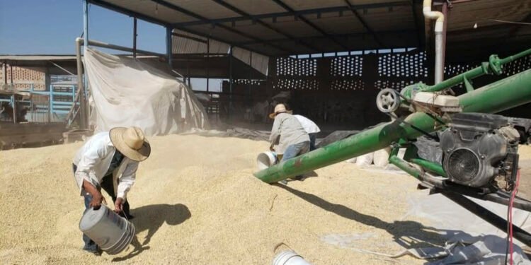 Más de 22 mil productores ya recibieron apoyo para maíz blanco