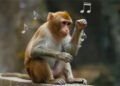 De Punch al laboratorio: macacos aprenden a seguir el ritmo de la música