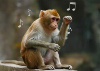 De Punch al laboratorio: macacos aprenden a seguir el ritmo de la música