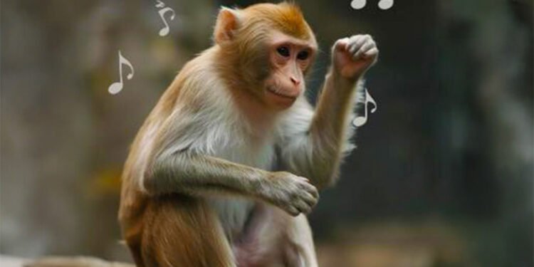 De Punch al laboratorio: macacos aprenden a seguir el ritmo de la música