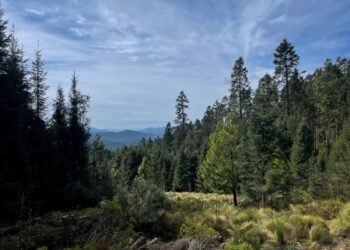 Monarca se recupera en México: aumenta 64% presencia en bosques de hibernación