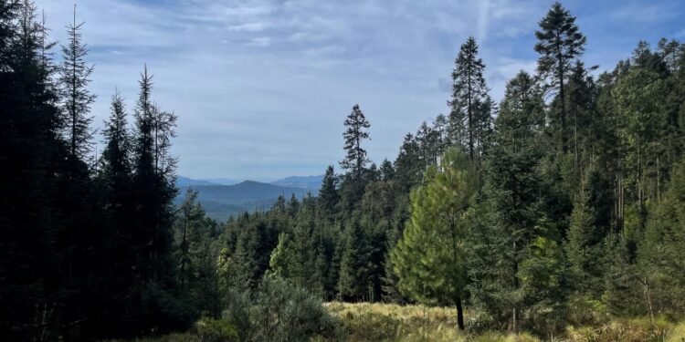 Monarca se recupera en México: aumenta 64% presencia en bosques de hibernación