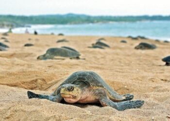 Playas de Yucatán reciben a las primeras tortugas marinas de la temporada