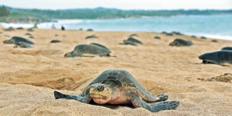 Playas de Yucatán reciben a las primeras tortugas marinas de la temporada