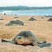 Playas de Yucatán reciben a las primeras tortugas marinas de la temporada