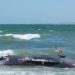 Ballena jorobada muere tras quedar varada en estero de Lomas del Mar de Piaxtla