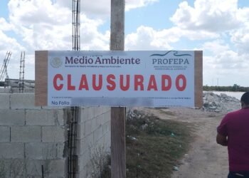 Detectan relleno de ciénega y desmonte de manglar en Chicxulub Puerto; hay clausuras