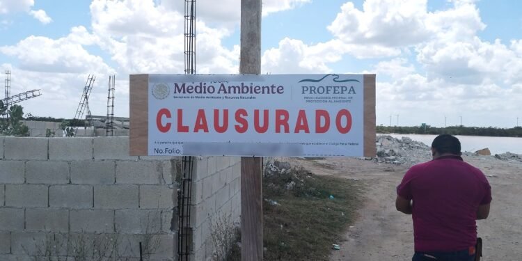 Detectan relleno de ciénega y desmonte de manglar en Chicxulub Puerto; hay clausuras