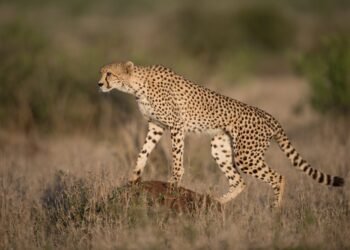 ONU refuerza protección de 40 especies migratorias ante riesgo de extinción