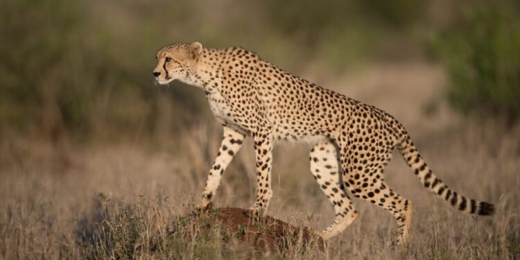 ONU refuerza protección de 40 especies migratorias ante riesgo de extinción