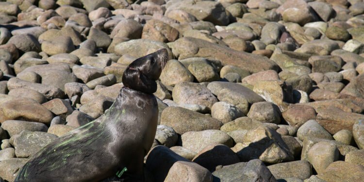 Contra las redes fantasma: rescatan en operativo a 13 lobos marinos en Sonora