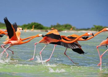El vuelo rosa de Yucatán llega al cine con “Flamingos, la vida después del meteorito”