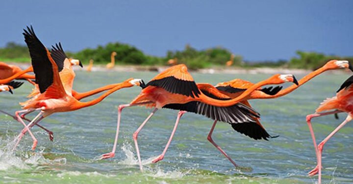 El vuelo rosa de Yucatán llega al cine con “Flamingos, la vida después del meteorito”