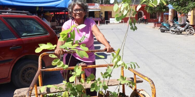 Impulsan producción apícola y restauración ambiental en Tekantó