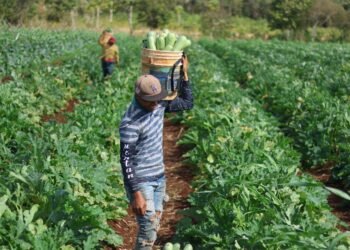 Menos lodo, menos vueltas y más ganancias para productores de Tizimín