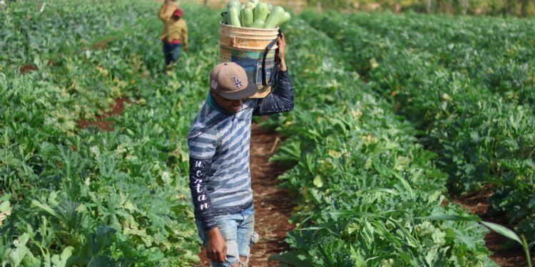 Menos lodo, menos vueltas y más ganancias para productores de Tizimín