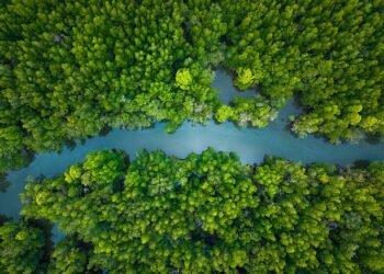 Yucatán impulsa plan para devolver la vida a humedales y manglares