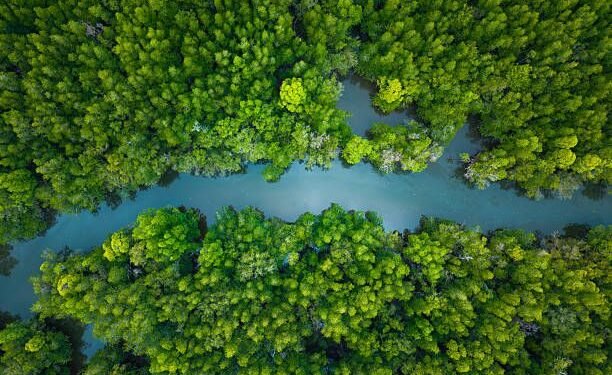 Yucatán impulsa plan para devolver la vida a humedales y manglares