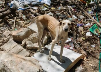 Rescatan perros y gatos en condiciones de maltrato en la zona de Canek