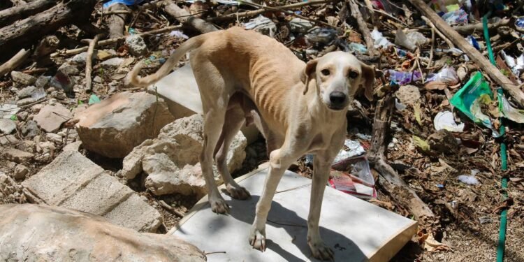Rescatan perros y gatos en condiciones de maltrato en la zona de Canek