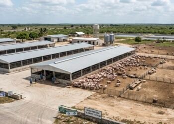 ONU alerta contaminación por granjas porcícolas en Yucatán; piden declarar emergencia socioambiental