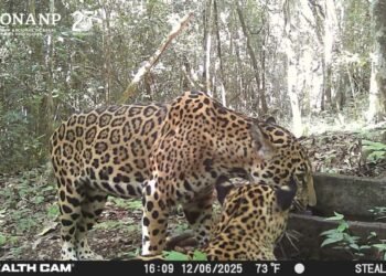 Documentan presencia simultánea de tres jaguares en zona de la reserva de Calakmul