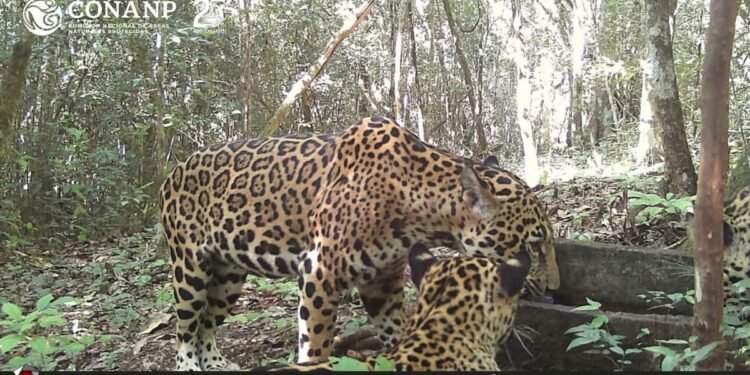 Documentan presencia simultánea de tres jaguares en zona de la reserva de Calakmul