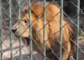 León vomita presuntos parásitos en zoológico del Estado de México; redes explotan y autoridades responden
