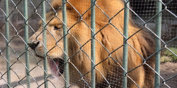 León vomita presuntos parásitos en zoológico del Estado de México; redes explotan y autoridades responden