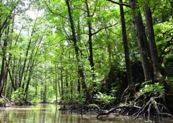 Alerta en manglares del Sureste: detectan aumento de insecto barrenador ambrosial