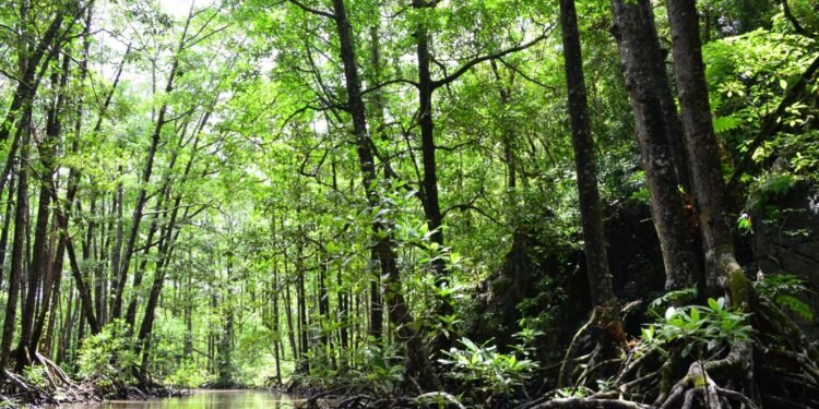Alerta en manglares del Sureste: detectan aumento de insecto barrenador ambrosial