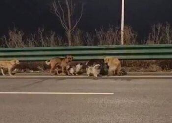 Heroica travesía: perros robados vuelven a sus hogares tras dos días de huida