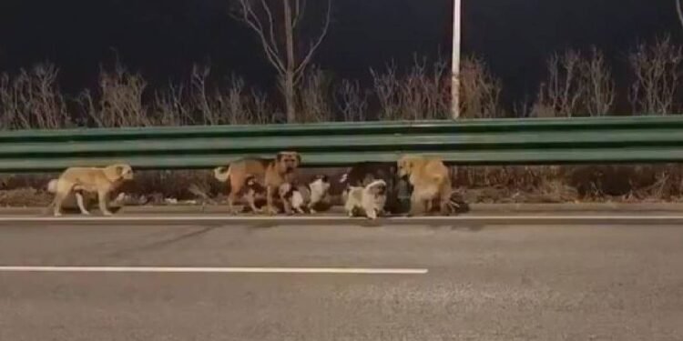 Heroica travesía: perros robados vuelven a sus hogares tras dos días de huida