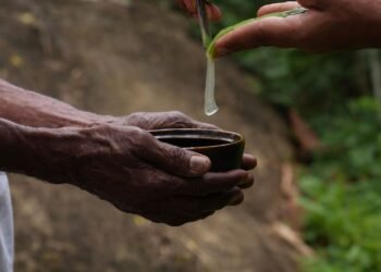 La ONU celebra el Día Mundial de la Vida Silvestre 2026 y destaca el valor de las plantas medicinales